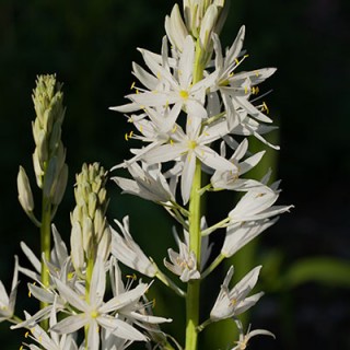 Camassia - stjärnhyacint, Camassia leichtlinii - vit stjärnhyacint