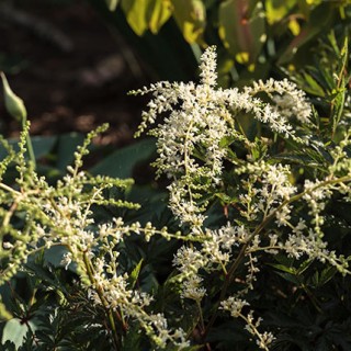 Astilbe Simplicifolia-grp 'White Sensation'
