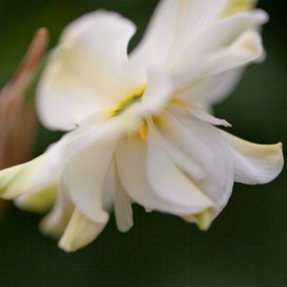 Vitt - dubbel pingstlilja, Narcissus poeticus 'Tamar Double White'