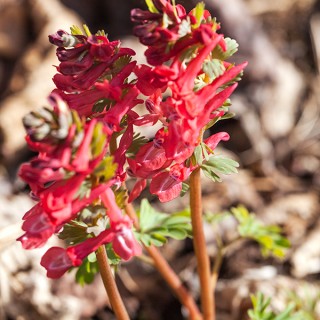 nunneört - Corydalis solida 'George Baker' syn. 'GP Baker'
