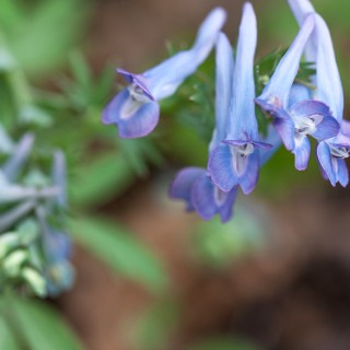 azurnunneört - Corydalis pachycentra