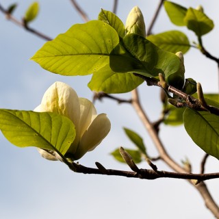 M. 'Elisabeth'