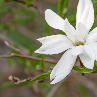 Magnolia stallata 'Royal Star' - stjärnmagnolia