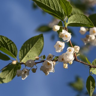 H-I-J-K-L - Halesia monticola - snödroppsträd