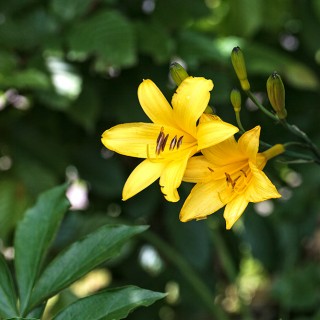 Hemerocallis lilioasphodelus - gul daglilja