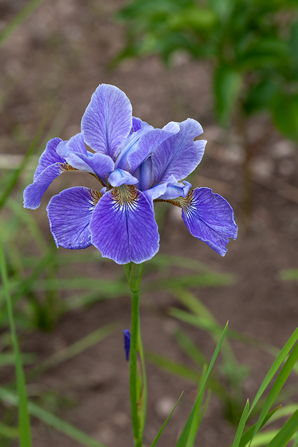 Strandiris - Iris sibirica 'China spring'