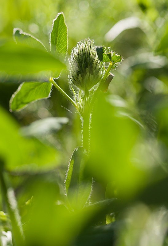 Trifolium trichocephalum - hönsäggsklöver