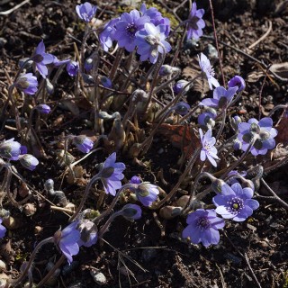 Hepatica transsilvanica 'Buis' - ungersk blåsippa