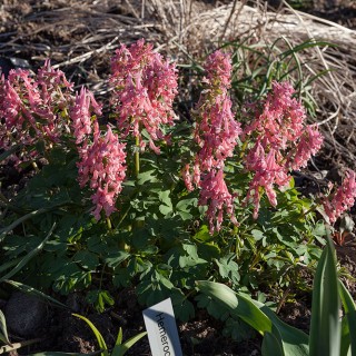 nunneört - Corydalis solida 'Beth Evans'