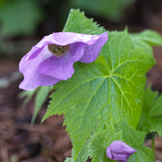 Glaucidium palmatum, lunddocka