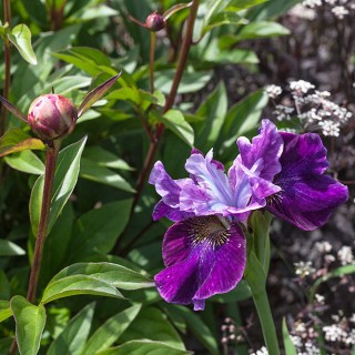 Iris sibirica 'Roaring Jelly'