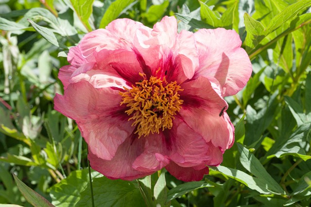 Paeonia lutea 'Mme Louis Henry'