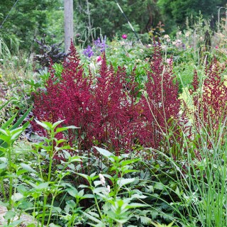 Astilbe Arendsii-grp 'Fanal'