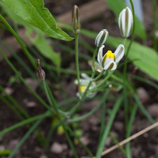Asparagaceae - Albuca humilis