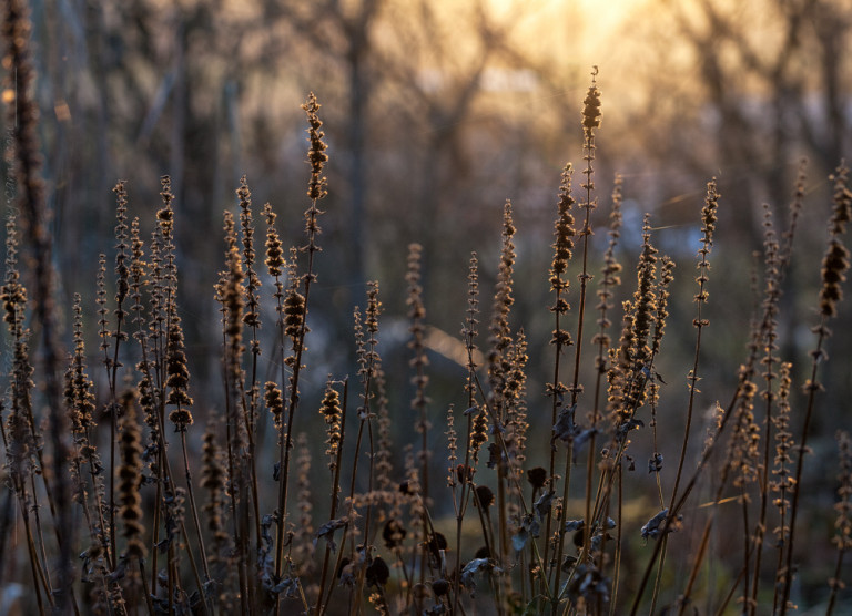 Den goda jorden - vissna perenner