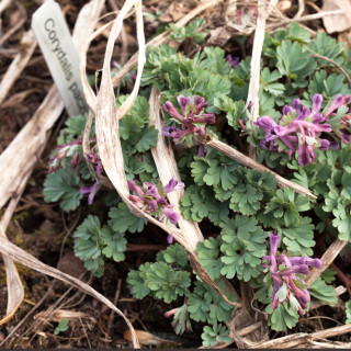 Corydalis paczoskii - nunneört