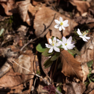 Anemonella thalictroides - sippruta