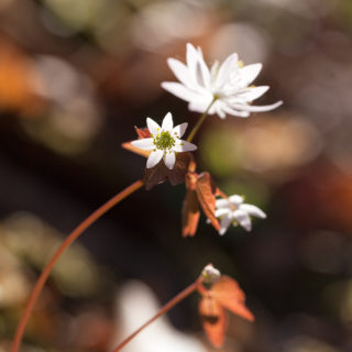 Drömresmål - Anemonella thalictroides, sippruta