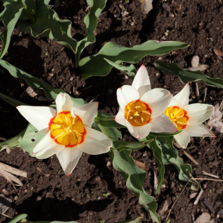 Ordlöst - Tulipa kaufmanniana 'Heart's Delight'