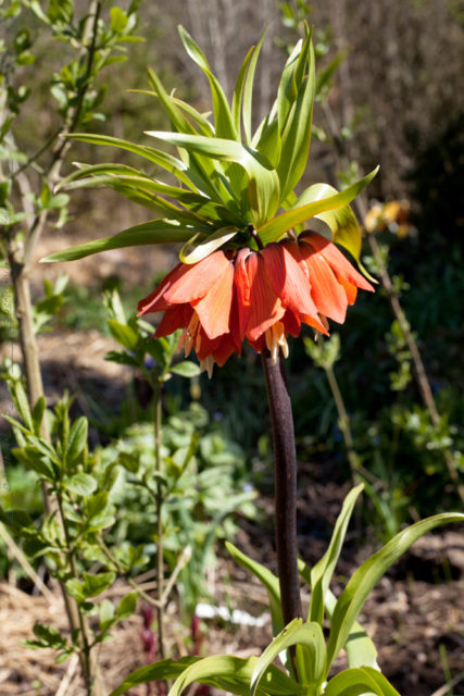 Fritillaria imperialis 'Rubra'