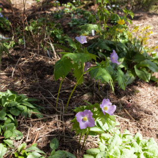 F-G, Glaucidium palmatum - lunddocka