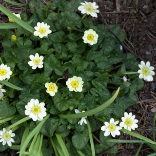Ficaria verna 'Salmon White' - svalört