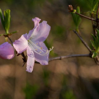 Rhododendron Schlippenbachii - koreansk azalea
