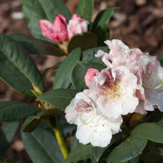 Rhododendron 'Prinses Maxima'
