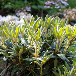 Rhododendron Yakushimanum-grp 'Kalinka'
