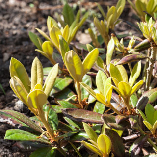 Huvudnumret - Rhododendron yakushimanum 'Grumpy'