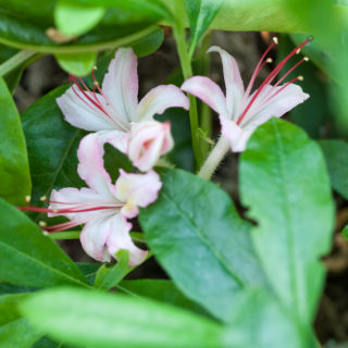 Aspcirkeln - Rhododendron viscosum 'Pink and Sweet'