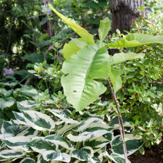 planteringar - Magnolia tripetala