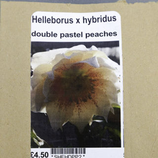 Helleborus Double pastel peaches