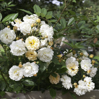 Rosor - Rosa 'Ghislaine de Feligonde'