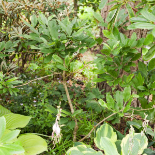 Magnolior - Magnolia stellata 'Royal Star'