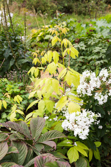 Skynda - Acer 'Odessanum' och Phlox paniculata 'White Flame'