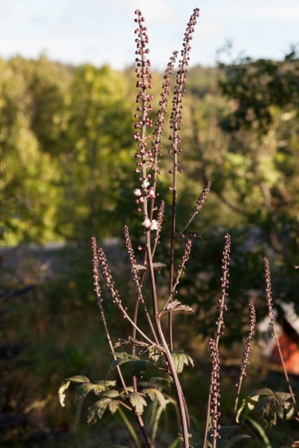 Blomning - Actaea simplex 'Atropurpureum'