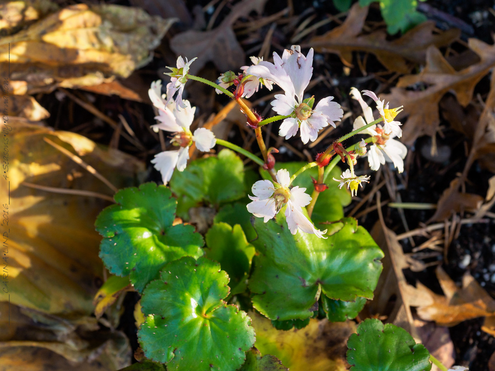 Saxifraga fortunei Cheap Confections