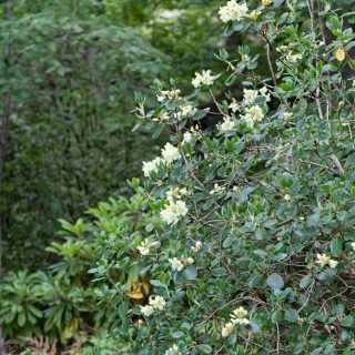 Rhododendronarter V-Y, Rhododendron wardii - guldrododendron