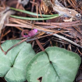 Cyclamen coum 'Pewter Leaf'