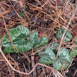 höstcyklamen - Cyclamen hederifolium 'Red Sky'