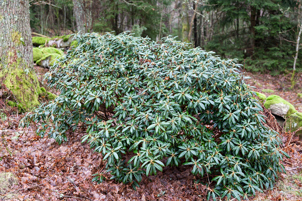Yakushimanum-gruppen - Rhododendron yakushimanum 'Koichiro Wada' - praktrododendron