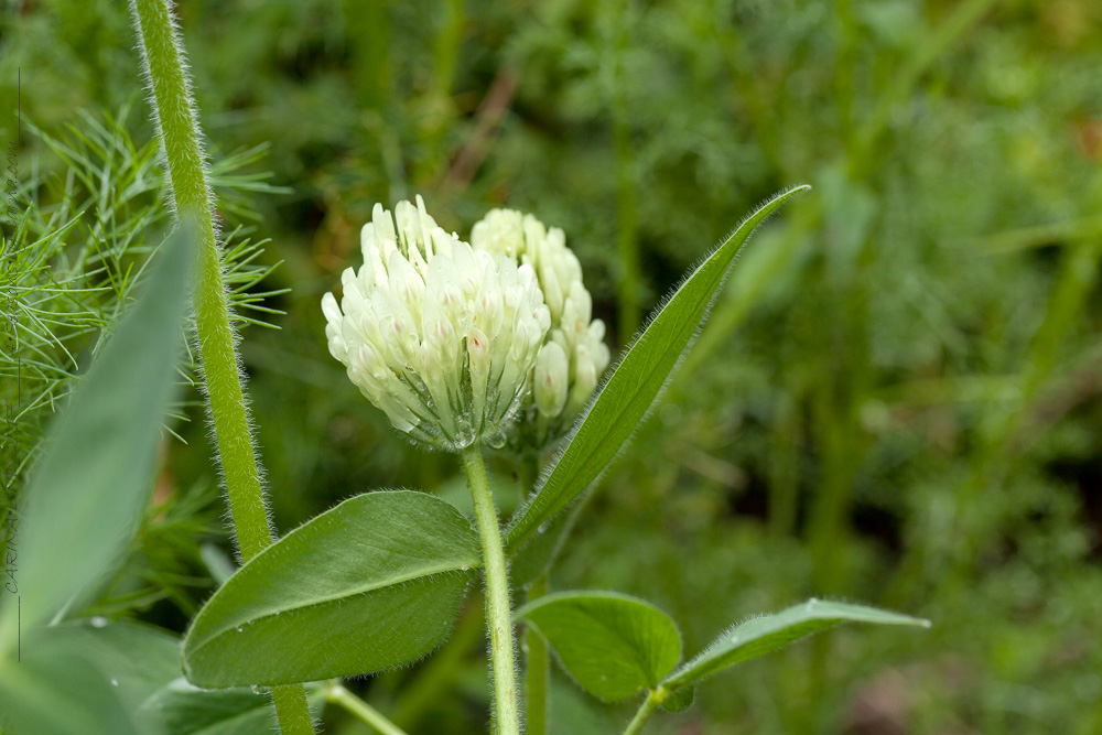 Trifolium trichocephalum