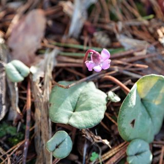 dvärgcyklamen - Cyclamen coum 'Pewter Leaf'