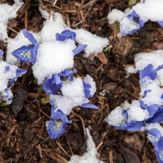 knölbildande iris - Iris 'Lady Beatrix Stanley'