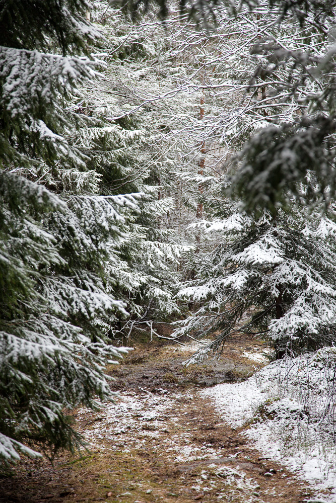 Skogen en snöig dag