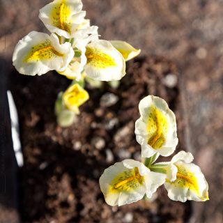 Iris Reticulata-grp 'North Star'