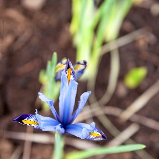 Iris Reticulata-grp 'Gordon'