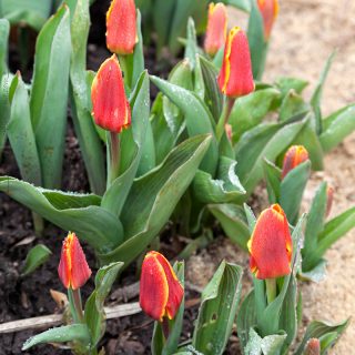 Tulipa 'Early Harvest'