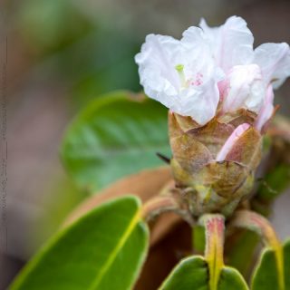 Rhododendronarter P-R, R. rufum - björnrododendron
